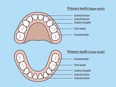 Childrens Primary Teeth Chart - Children's Dentist Near Me Maple Woodbridge